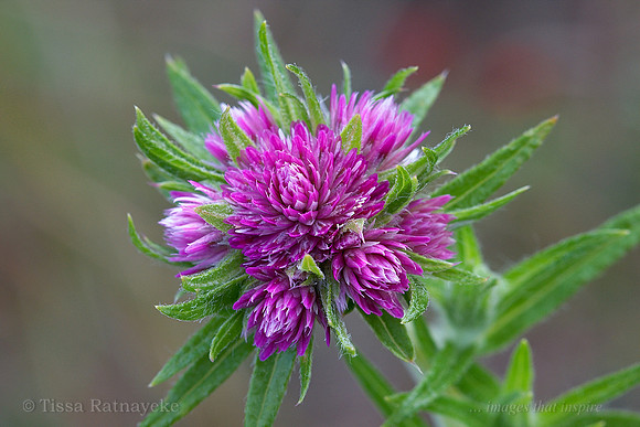 Gomphrena sp. - Darwin - NT