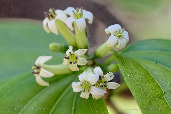 White Flower of Strychnine Tree - Strychnos lucida - Darwin NT