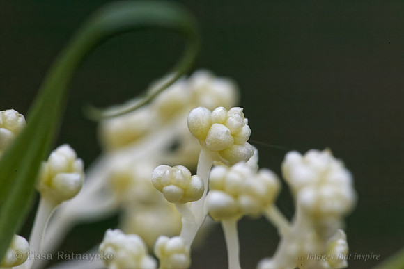 White Flower of Flagellaria indica - Darwin - NT