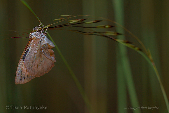 Moth Butterfly - Liphyra brassolis - a rare sighting - Darwin - NT