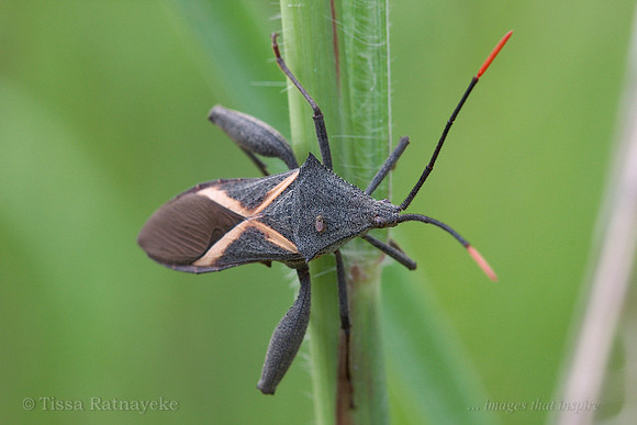 Crusader Bug - Mictis profana - Darwin - NT