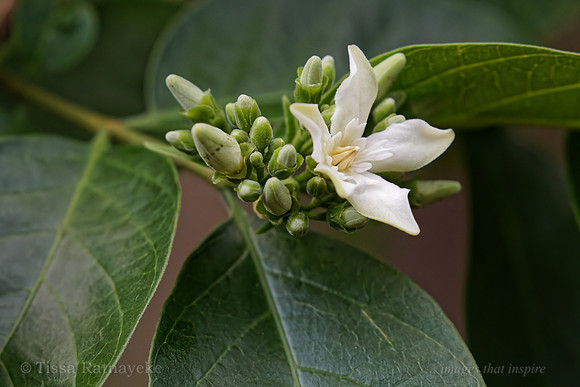 White Flower of Wrightia pubescens - Darwin - NT
