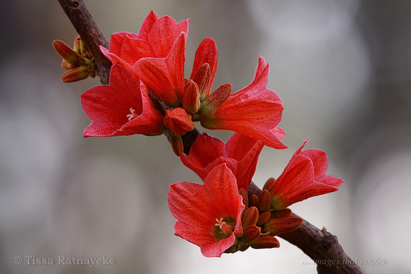 Red Flower of Brachychiton megaphyllus 3094dp