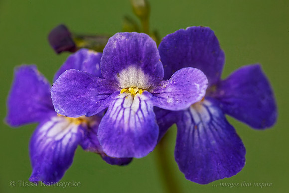 Mauve Flowers of Lindernia lobelioides - Darwin - NT