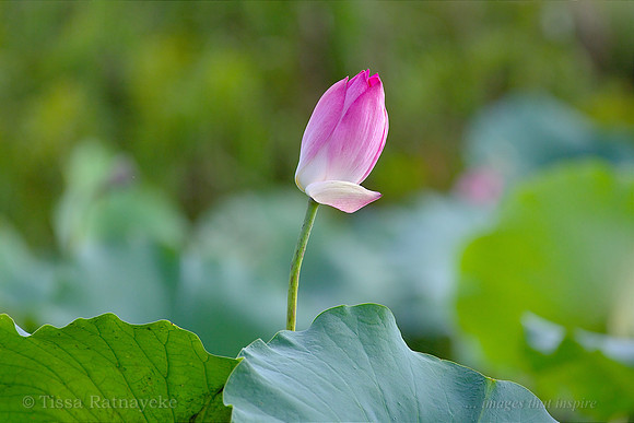 Red Lilly - Nelumbo nucifera - Mary River - NT