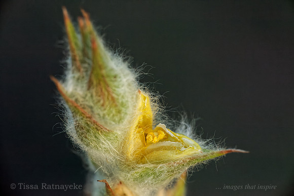 Yellow Flower of Philydrum lanuginosum - Darwin - NT