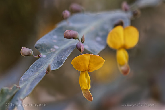 Orange Flower of Holly-leaved Pea Flower - Bossiaea bossiaeoides