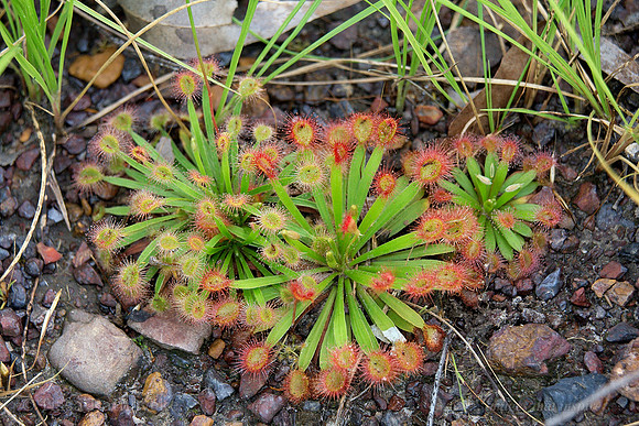 Drosera sp. - Darwin - NT