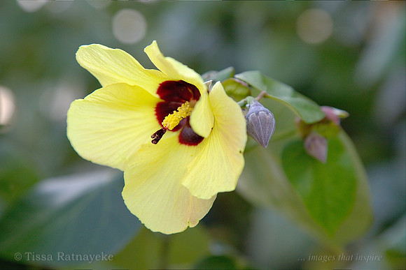 Beach Hibiscus Flower - Talipariti tiliaceum (Hibiscus tiliaceus)