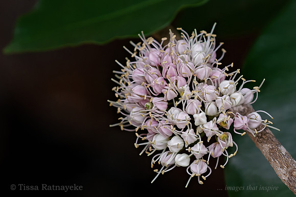 Pink Flowers of Melicope elleryana - Darwin - NT
