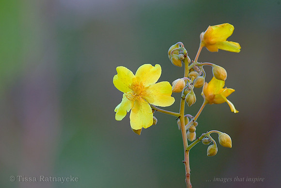Kapok Bush - Cochlospermum fraseri - Darwin - NT
