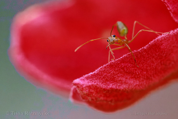 Green Tree Ant on Red Brachychiton Flower 8534dp4-8
