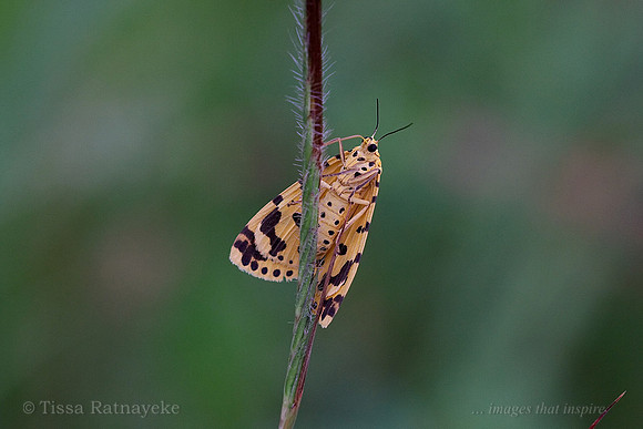Moth - Argina astraea - Darwin - NT
