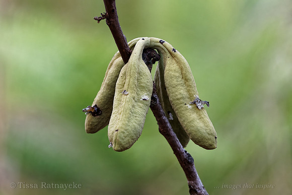 Brachychiton megaphyllus seed pods 4735dp