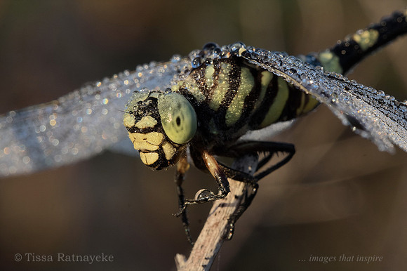 Australian Tiger Dragonfly on Dewy Morning - Darwin - NT