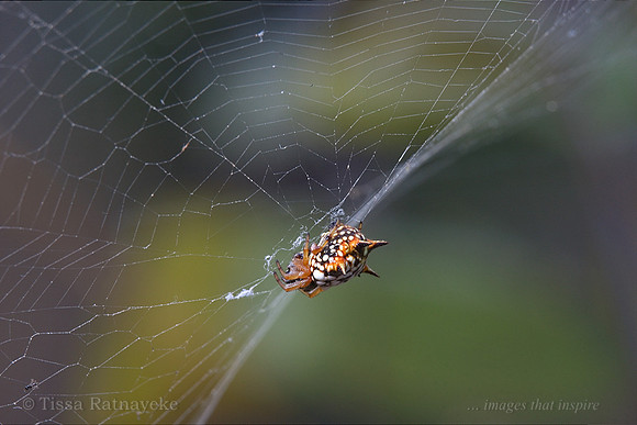 Spiny Spider - Austracantha minax - Darwin NT