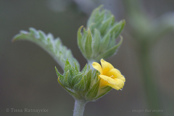 Yellow flower of Waltheria indica - Darwin - NT