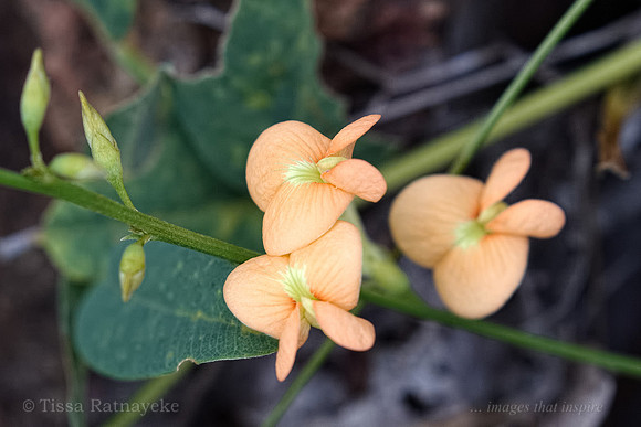 Orange Flower - Tephrosia sp (possibly lamprolobioides) - Darwin - NT