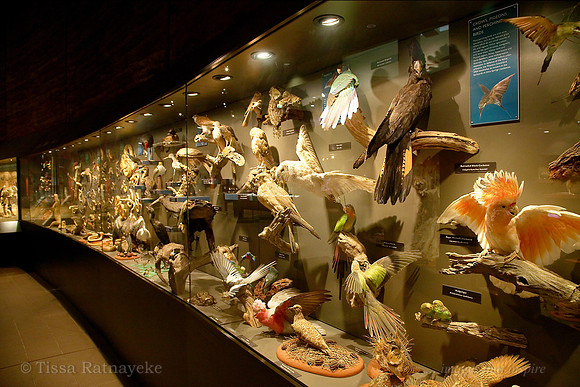 Alice Springs Museum - NT