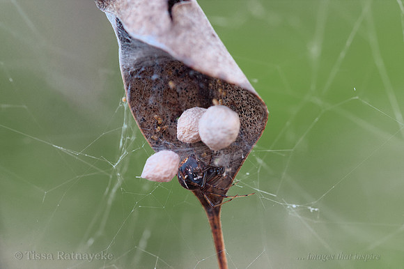 Leaf Curling Spider with Egg Sacs - Theridiidae  (Parasteatoda decorata)