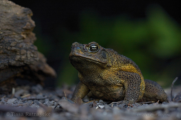 Cane Toad - Rhinella marina (formerly Bufo marinus) - introduced species - Darwin - NT