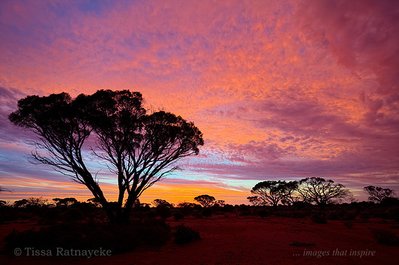 Tree Silhouette at Sunset Near Glendambo - SA