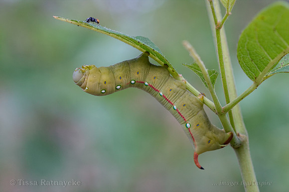 Hawk Moth Caterpillar - 75 mm long - Gnathothlibus erotus eras - Darwin - NT