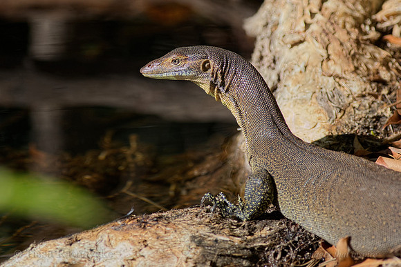 Mertens Water Monitor - Varanus mertensi - Darwin - NT
