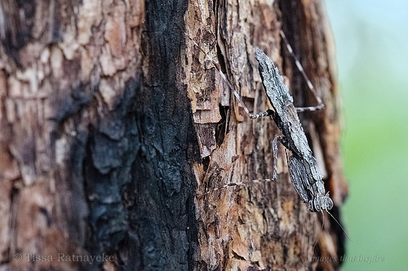 Bark Mantid (Gyromantis krauss) - female - Darwin - NT
