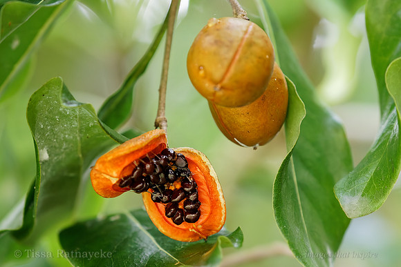 Orange Fruit of Pittosporum moluccanum