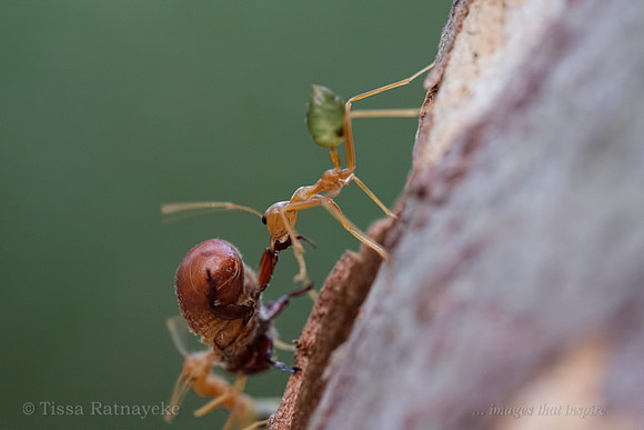 Green Tree Ants Carrying Beetle - Darwin - NT
