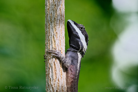Male Swamplands Lashtail (Ta Ta Lizard) - (Tropicagama temporalis)