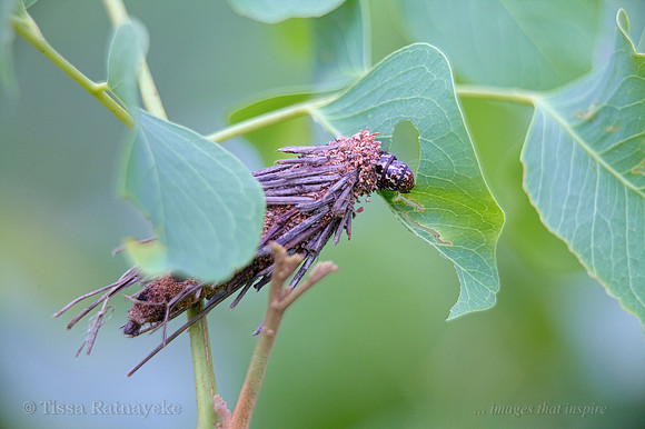 Case Moth Caterpillar - one of many unidentified species - Darwin - NT