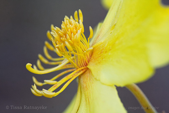 Kapok Bush flower - Cochlospermum fraseri - Darwin - NT