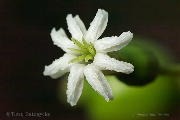 White Fowers of Timonius timon