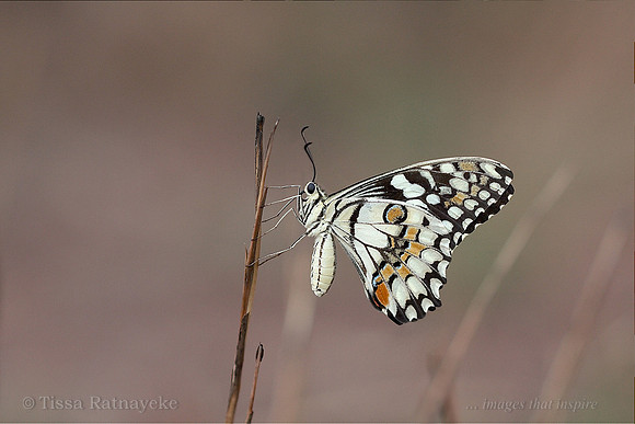 Chequered Swallowtail - Darwin - NT