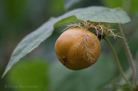 Fruit of the Wild Passionfruit - Passiflora foetida - Darwin - NT