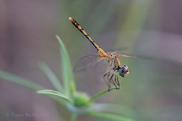 Wandering Percher female - Diplacodes bipunctata  - Darwin - NT