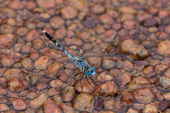 Chalky Percher Dragonfly - Darwin - NT