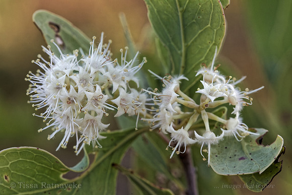 Flowers of Terminalia pterocarya - Darwin - NT