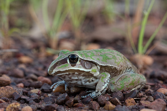 Giant Frog - Cyclorana australis - Darwin - NT