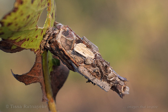Case Moth photographed at Sunset - species unknown - Darwin - NT