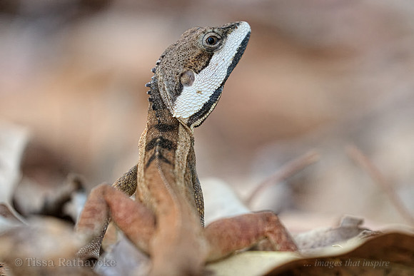 Male Swamplands Lashtail (Ta Ta Lizard) - (Tropicagama temporalis)