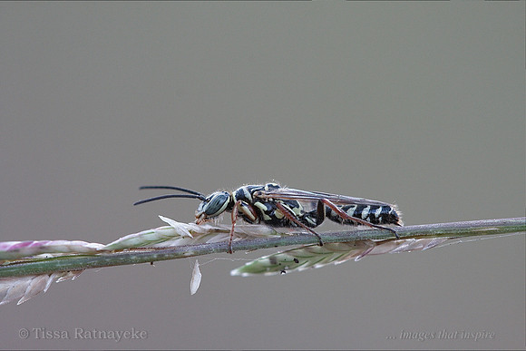 A Wasp Roosting on a Grass Stem - Species unknown - Darwin - NT