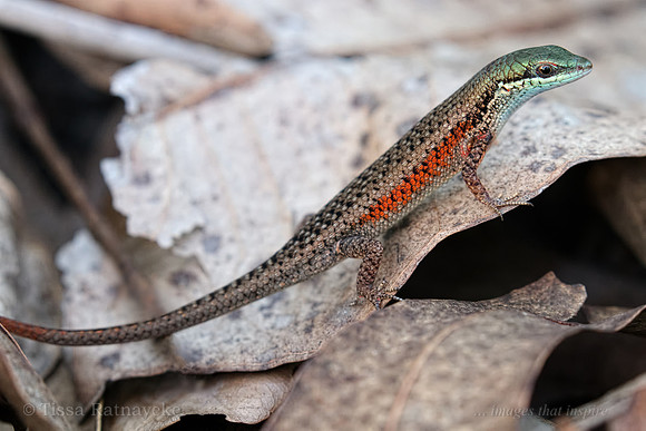 Red-sided Rainbow-skink (Carlia rufilatus) - Darwin - NT