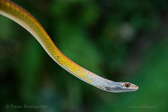 Golden Tree Snake - Dendrelaphis punctulata - Darwin - NT