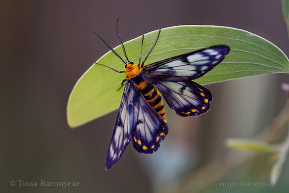 4 O'clock Moth (Dysphania numana) - Largest Day-flying Moth in Darwin