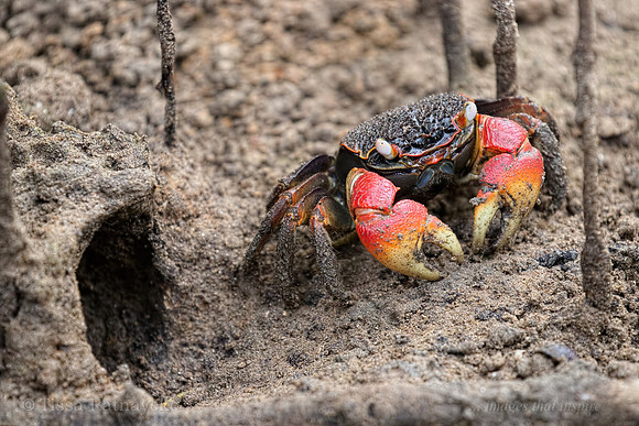 Mangrove Crab (Neosarmatium australiense) - Darwin - NT