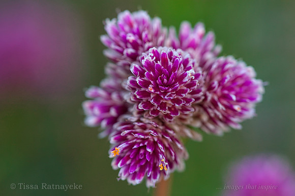 Pink Flower of Gomphrena flaccida - Darwin - NT
