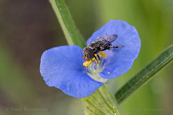 Fly feeding on Mauve Flower of Commelina ensifolia - Darwin - NT
